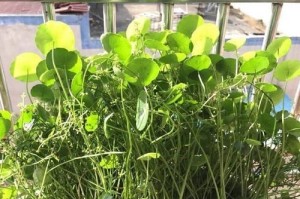 救救我！铜钱草冻死了怎么办？（保护铜钱草免受冷冻伤害的有效措施）