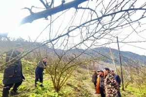花椒剪枝（了解如何在正确的时间和方式下剪枝花椒树，以提高产量和生长率）