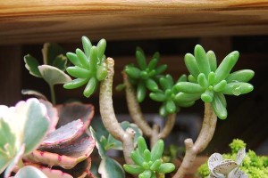多肉植物八千代的养护秘籍（打造多肉植物八千代的理想生长环境）