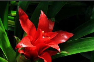 探秘美洲菠萝花的养殖技巧（打造热带风情，美丽盛放的花园景观）