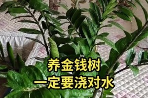 如何正确管理金钱树的浇水量（解决金钱树过多浇水问题的有效方法）