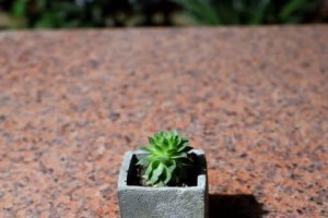 夏季观音莲烂根的救治方法（观音莲烂根的原因及有效的救治措施）