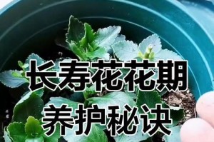 长寿花促生根的技巧与方法（了解长寿花促生根的关键要素，让你的花草更加茁壮成长）