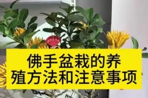 佛手养护与防治指南（掌握关键技巧，让佛手常青欲滴）
