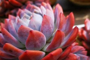 多肉种植的深度与合适性（影响多肉生长的深度因素及如何选择适合深度的种植方法）
