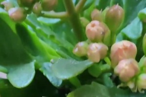 长寿花冬天能否存活？（了解适宜的栽培环境与保护方法，延长长寿花的生命力）