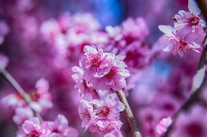 梅子花开的时节与特点（探究梅子开花的影响因素，了解梅子花的魅力与趣味）