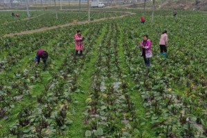 花叶苔菜的种植（时间、方法与技巧）