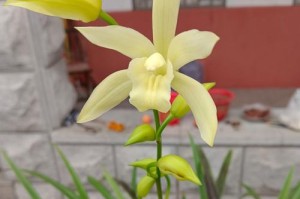 如何科学养铺青兰花（兰花养护技巧及注意事项）