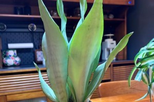 金边虎皮兰的种植与土壤配方（培育健康美丽的金边虎皮兰，土壤配方是关键！）