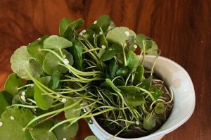 金钱草水培养护指南（打造最佳水培环境，让金钱草蓬勃生长）