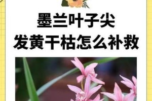 墨兰冬季浇水指南（如何科学合理地给墨兰浇水）