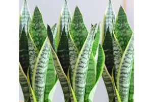 虎皮兰插活技巧分享（掌握关键技巧，成功插活虎皮兰）