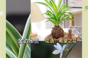 吊兰叶子干枯的原因及护理方法（解析吊兰叶子干枯的成因，探讨有效的护理方法）