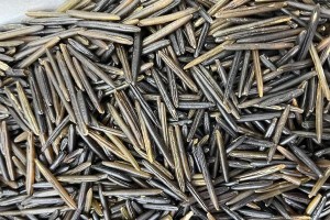 黑米成熟时间及收获技巧（浅谈黑米的成熟过程与收获要点）