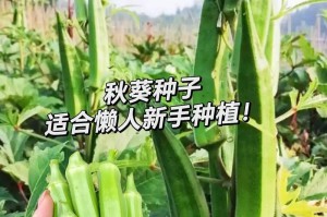 红秋葵种植全指南（秋季最佳时机、种植技巧、肥料使用、浇水技巧、常见病虫害防治）