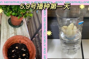 水培大蒜栽培技巧（简单易行的室内大蒜种植方法）
