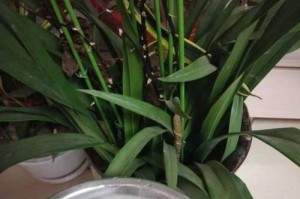 鸡蛋壳水的花园妙用（适合浇什么花？用法技巧？了解一下！）