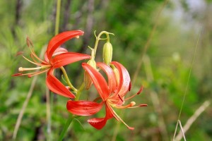 波斯菊（探究波斯菊的历史、文化和象征意义）