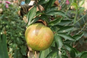 石榴种植