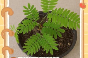 碰碰香是否能在室外过冬？（室外放置碰碰香的注意事项）