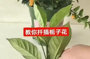 以桅子花扦插的皮剥法（简单易行的皮剥技巧让桅子花扦插更顺利）