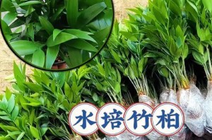 如何养护海南竹