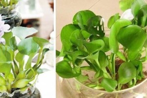 以水植物怎样养护得好？（打造宜人水景，让水植物绽放生机）