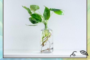 探索禄罗怎样移植水赔的方式（以禄罗为主角的水赔移植方案研究）