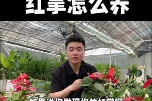 红掌如何换盆，快速高效的技巧分享（绿植养护必备，打造美丽花园的小窍门）