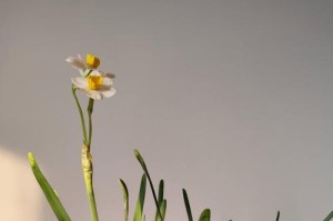 水仙花开花时间和条件的详细介绍（水仙花可以在冬天开花吗？）