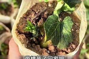 佛手花叶子软了，怎么办？（佛手花叶子变软的原因及处理方法）