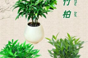 水竹子施肥技巧（如何科学施肥让水竹子茁壮成长）
