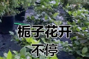 栀子花开花后的养护攻略（打造栀子花盛开如云的秘诀，只需这15个小步骤）