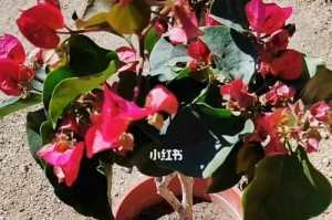 三角梅怎么浇水（科学浇水让三角梅茁壮成长）