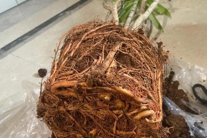 水培转运竹发黄的救助方法（挽救黄叶竹的秘籍）