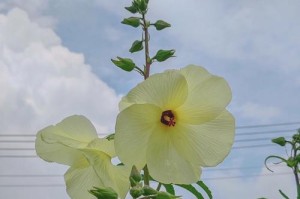 以蜀葵花开过后的修剪技巧（打造健康蜀葵，让花朵绽放更美）