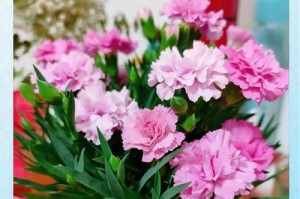 如何选择合适的土壤种植康乃馨（从土质、排水性和肥力三个方面考虑，选择适合康乃馨生长的土壤）