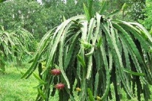 火龙果的最佳种植季节