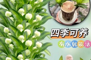 巴西木的家庭养法（如何在家中养活一盆巴西木？）