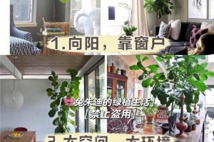 琴叶蓉苗的养护技巧（打造优美庭院，从琴叶蓉苗开始）