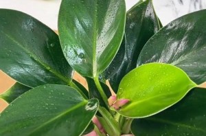 金钻花养殖指南（养护要点、繁殖技巧、常见疾病防治）