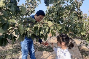 山楂的采摘和收获季节（时间安排、技巧和注意事项）