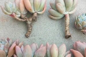 多肉植物修根的技巧与方法（打造健康多肉，从修根开始）