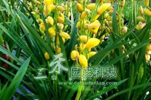 大蕙兰花的水养技巧（打造健康茂盛的大蕙兰花水养之道）