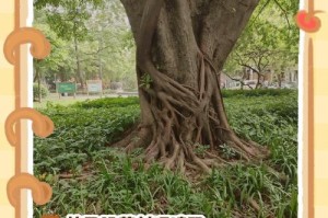 如何使橡皮树根烂了后重新生根（有效方法和关键要点帮您修复受损橡皮树）