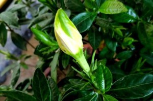 栀子花的养殖技巧——以天的栀子花怎么养（打造美丽芬芳的栀子花园，）