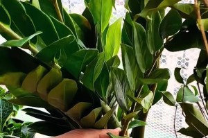 冬季如何进行金钱树的扦插繁殖？（了解关键步骤，让你的金钱树茁壮成长）