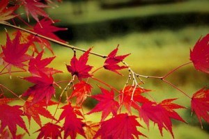 秋天中的桃花（一场与季节的对话）