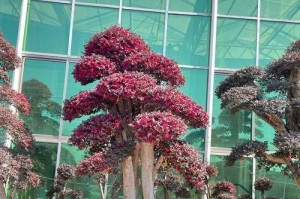 红花继木的养殖技巧（打造美丽的庭院风景）